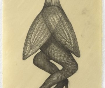 Sandra Vásquez de la Horra, “La Mosca (The Fly)” (2016), graphite and wax on paper, 15 x 11 1/4 inches